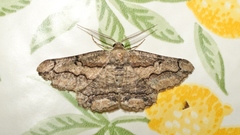 Menophra japygiaria