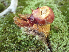 Exsudoporus