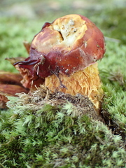 Exsudoporus