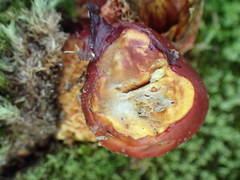 Exsudoporus