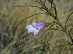 Eremophila gilesii