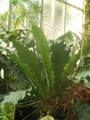 Anthurium crassinervium