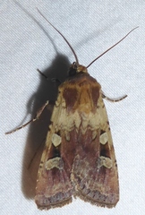 Euxoa basalis