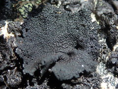 Umbilicaria hyperborea