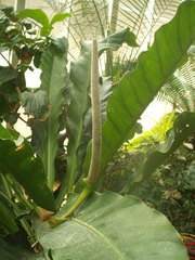 Anthurium crassinervium