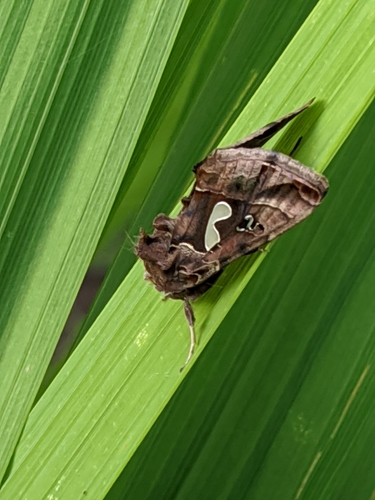 Bilobed Looper Moth photo 6