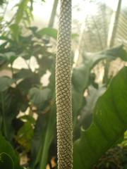 Anthurium crassinervium