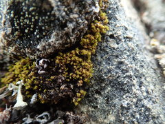 Hymenoloma crispulum