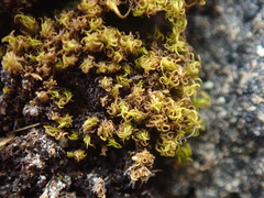 Hymenoloma crispulum