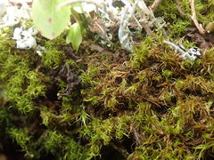 Hymenoloma crispulum