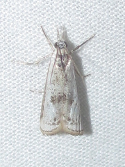 Microcrambus croesus