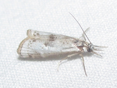 Microcrambus croesus