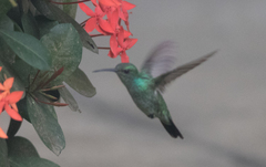 Chlorostilbon assimilis