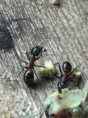 Camponotus obscuripes