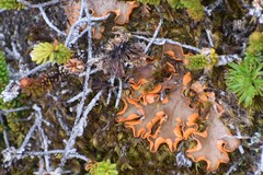 Solorina crocea