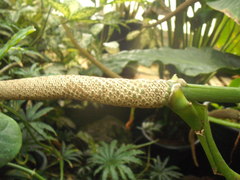 Anthurium crassinervium