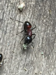 Camponotus obscuripes