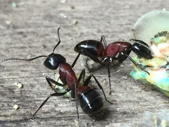 Camponotus obscuripes
