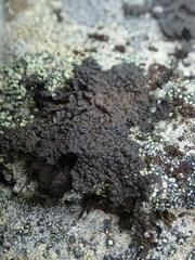 Umbilicaria torrefacta