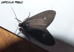 Euclera rubricincta