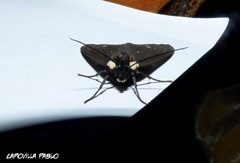 Euclera rubricincta