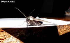 Euclera rubricincta