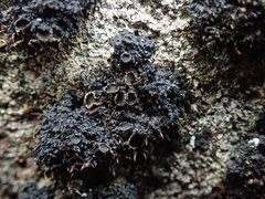 Protopannaria pezizoides