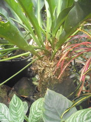 Anthurium crassinervium
