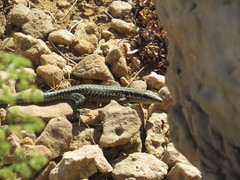 Phoenicolacerta kulzeri