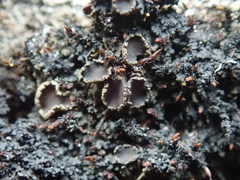 Protopannaria pezizoides