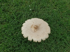 Chlorophyllum molybdites