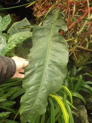 Anthurium crassinervium