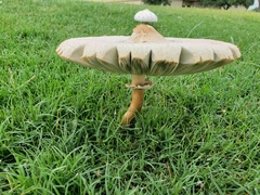 Chlorophyllum molybdites