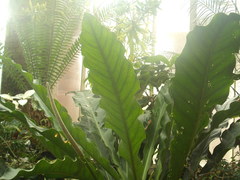 Anthurium crassinervium