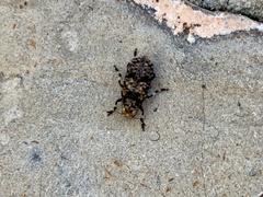 Euparius