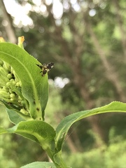 Jamesomyia geminata