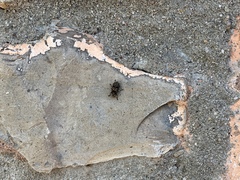 Euparius