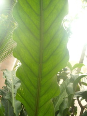 Anthurium crassinervium