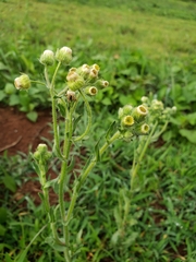 Erigeron variifolius