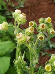Erigeron variifolius