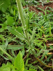 Erigeron variifolius