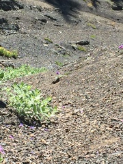 Hydrophyllum capitatum