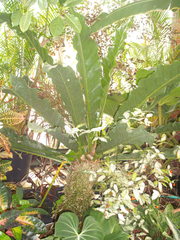 Anthurium crassinervium