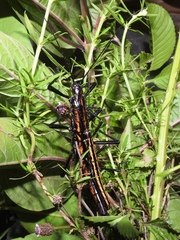 Anisomorpha paromalus