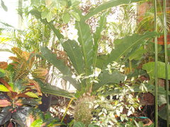 Anthurium crassinervium