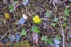 Ranunculus nivalis