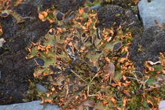 Solorina crocea