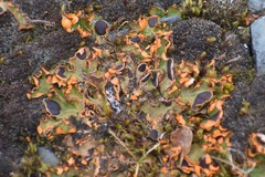 Solorina crocea