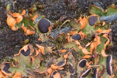 Solorina crocea