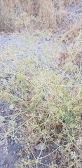 Zosima absinthifolia